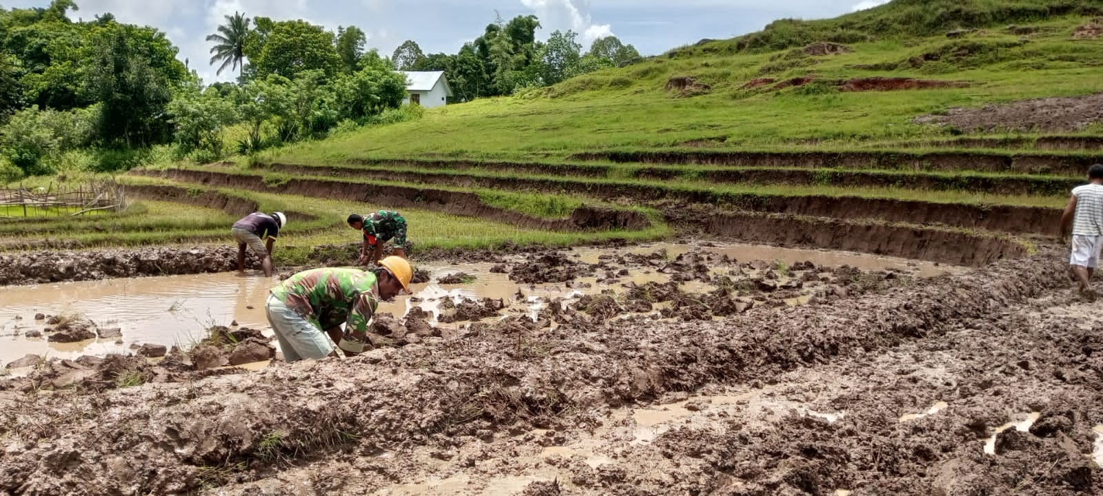 Babinsa Rindi Umalulu Bantu Petani Lakukan Pengolahan Lahan Tanam