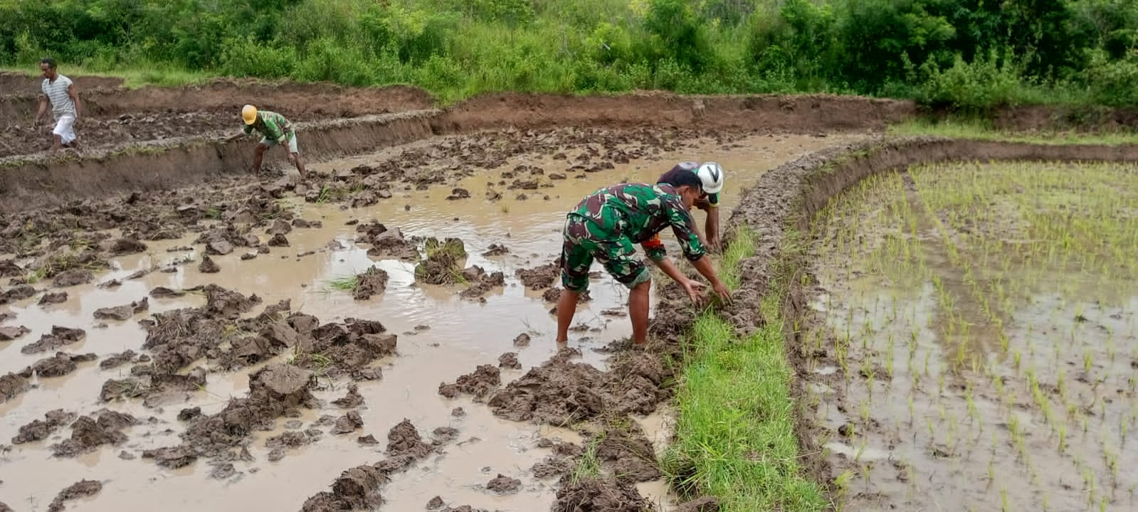 Babinsa Rindi Umalulu Bantu Petani Lakukan Pengolahan Lahan Tanam