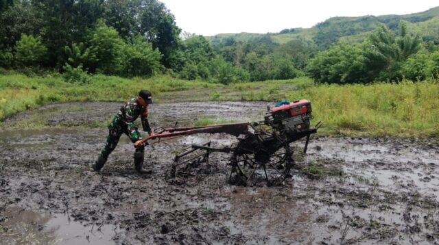 Babinsa Koramil 04/Tabundung Terjun Langsung Bantu Petani Bajak Sawah