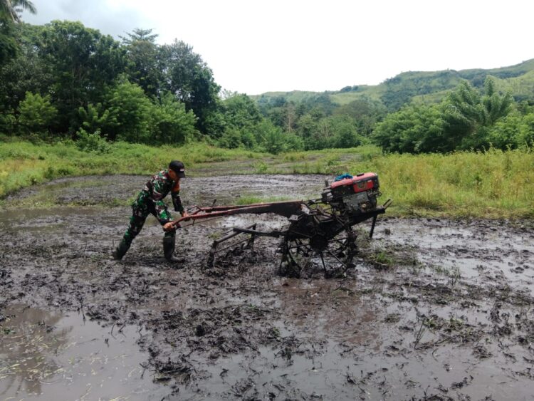 Babinsa Koramil 04/Tabundung Terjun Langsung Bantu Petani Bajak Sawah