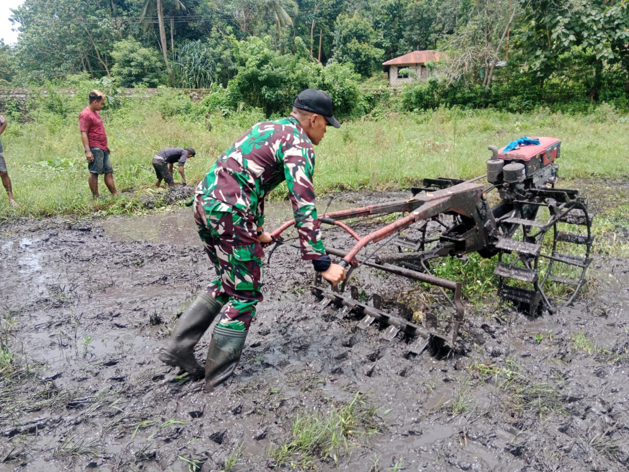 Babinsa Koramil 04/Tabundung Terjun Langsung Bantu Petani Bajak Sawah