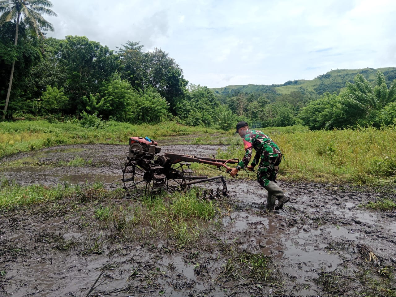 Babinsa Koramil 04/Tabundung Terjun Langsung Bantu Petani Bajak Sawah