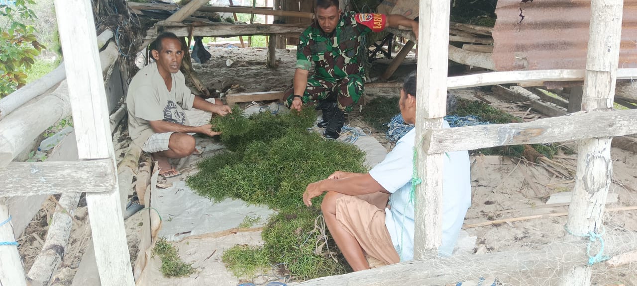 Dukung Ekonomi Kreatif, Babinsa Koramil Atapupu Komsos Dengan Petani Rumput Laut