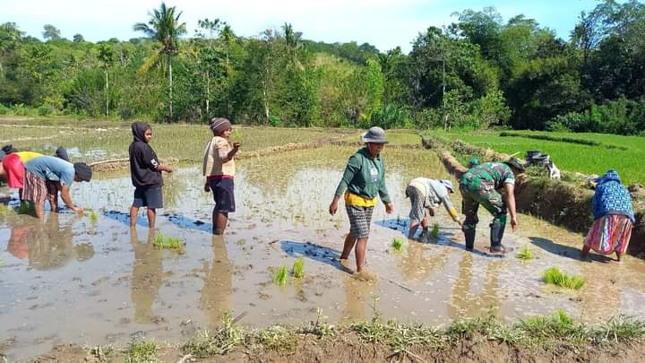 Babinsa Serda Ediyanto Turun ke Sawah, Bantu Petani Tanam Padi