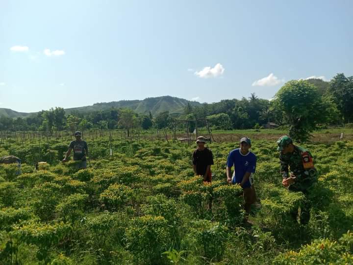 Babinsa Sertu M.Ali Bantu petani Panen Tanaman Cabe