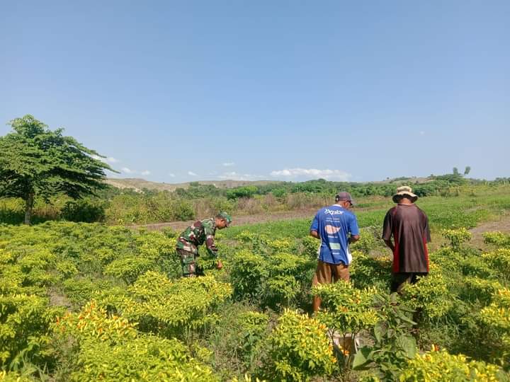 Babinsa Sertu M.Ali Bantu petani Panen Tanaman Cabe