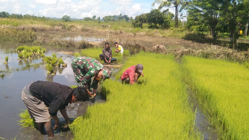 Babinsa Koramil 01/Lewa Turun Kesawah Bantu Petani Cabut Bibit Padi Siap Tanam