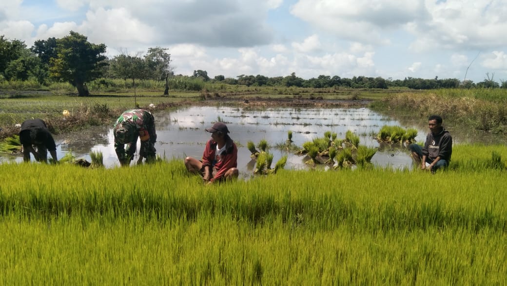Babinsa Koramil 01/Lewa Turun Kesawah Bantu Petani Cabut Bibit Padi Siap Tanam