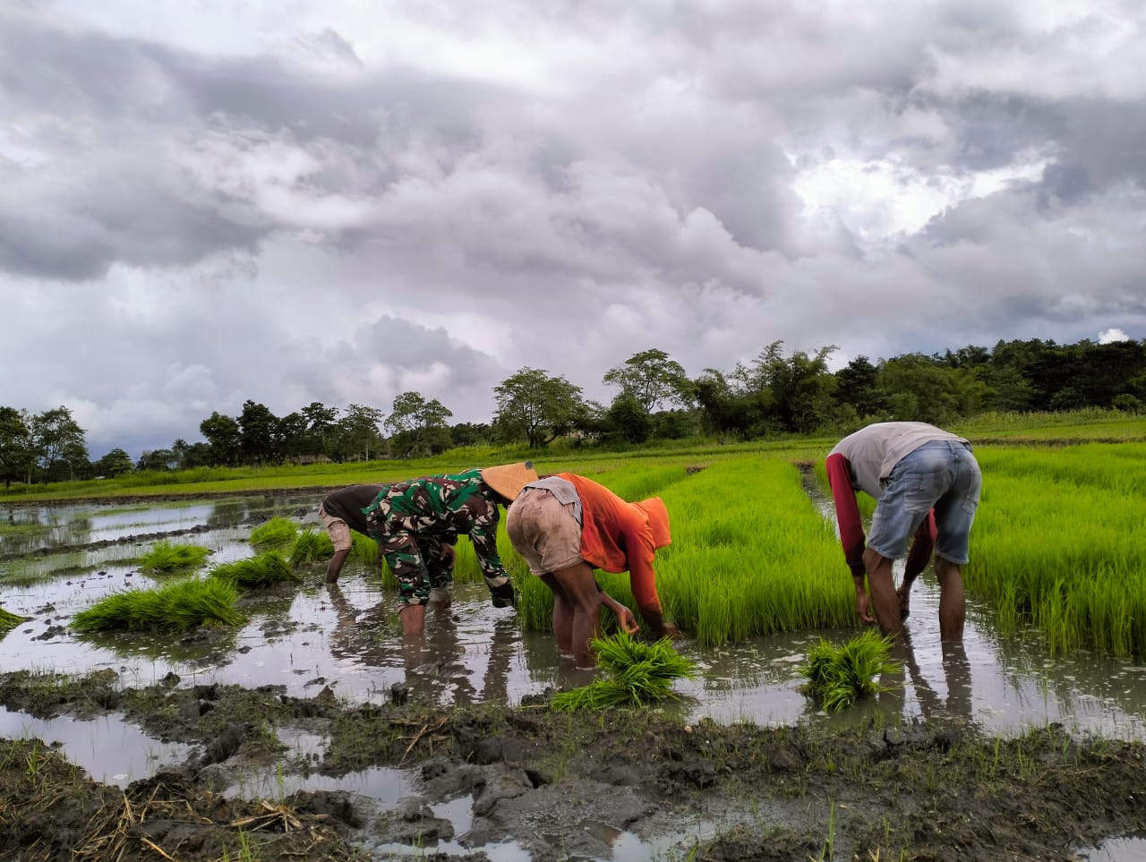 Penuh Semangat Babinsa Koramil 01/Lewa Bantu Petani Cabut Benih Padi,
