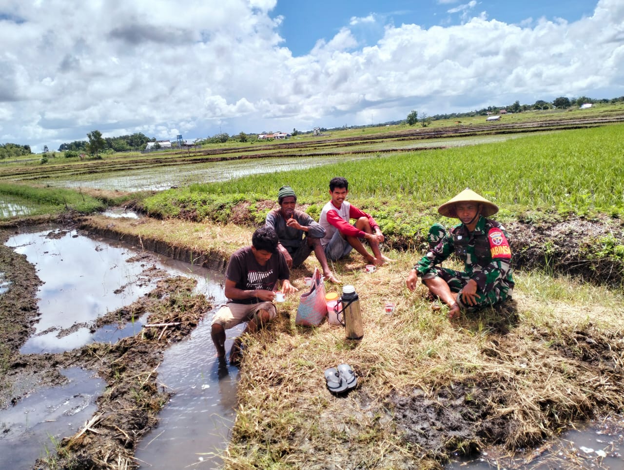 Penuh Semangat Babinsa Koramil 01/Lewa Bantu Petani Cabut Benih Padi