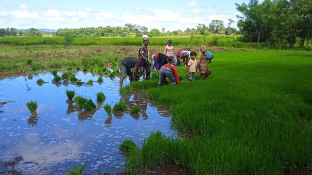 Wujudkan Swasembada Pangan Babinsa Lewa Bantu Petani Cabut Bibit Padi