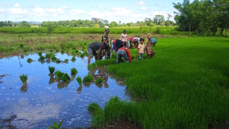 Wujudkan Swasembada Pangan Babinsa Lewa Bantu Petani Cabut Bibit Padi