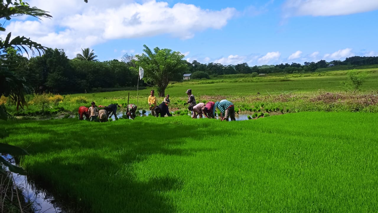 Wujudkan Swasembada Pangan Babinsa Lewa Bantu Petani Cabut Bibit Padi