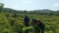 Babinsa Sertu M.Ali Bantu petani Panen Tanaman Cabe