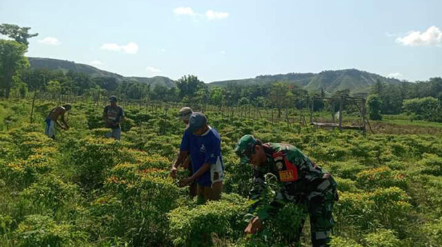 Babinsa Sertu M.Ali Bantu petani Panen Tanaman Cabe