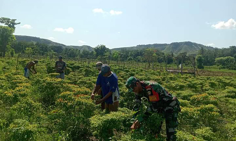 Babinsa Sertu M.Ali Bantu petani Panen Tanaman Cabe