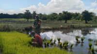 Babinsa Koramil 01/Lewa Turun Kesawah Bantu Petani Cabut Bibit Padi Siap Tanam