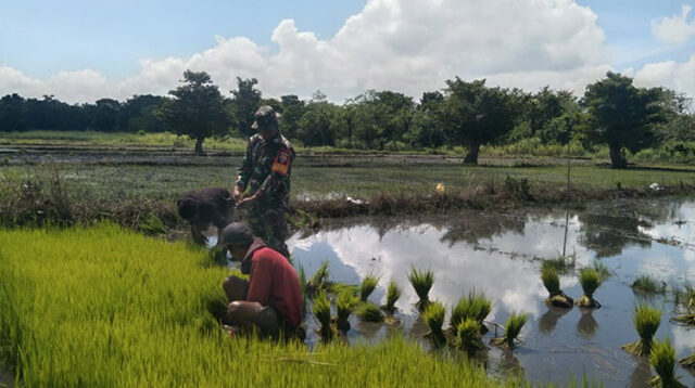 Babinsa Koramil 01/Lewa Turun Kesawah Bantu Petani Cabut Bibit Padi Siap Tanam