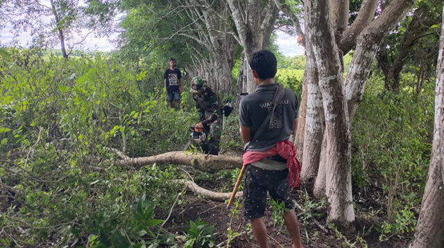 Tumbuhkan Jiwa Gotong Royong, Babinsa Koramil 02/Rindi Umalulu Bantu Potong Kayu Untuk Pembuatan Pagar