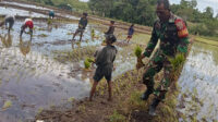 Babinsa Lewa Bantu dan Semangati Petani Tanam Padi di Desa Bidipraimg