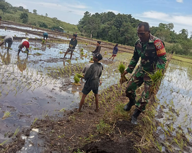 Babinsa Lewa Bantu dan Semangati Petani Tanam Padi di Desa Bidipraimg Babinsa Lewa Bantu dan Semangati Petani Tanam Padi di Desa Bidipraimg
