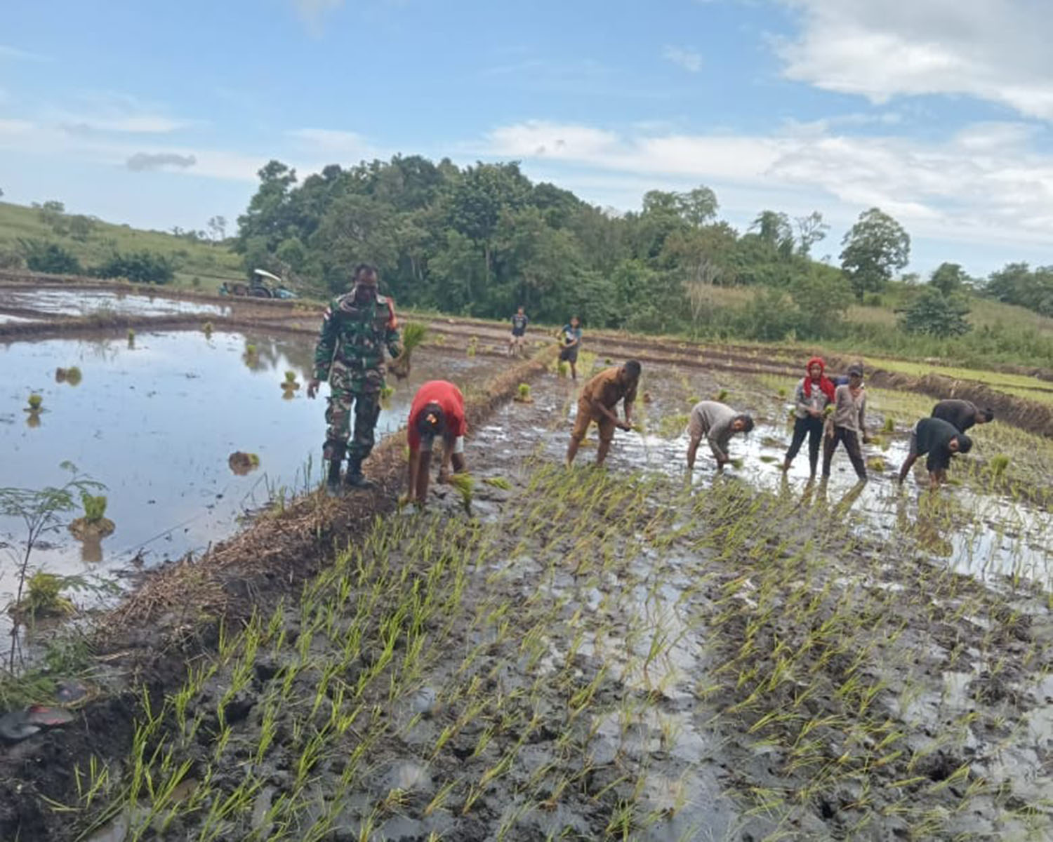 Babinsa Lewa Bantu dan Semangati Petani Tanam Padi di Desa Bidipraimg