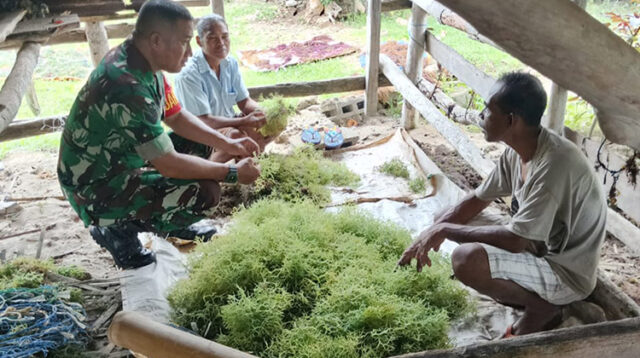 Dukung Ekonomi Kreatif, Babinsa Koramil Atapupu Komsos Dengan Petani Rumput Laut