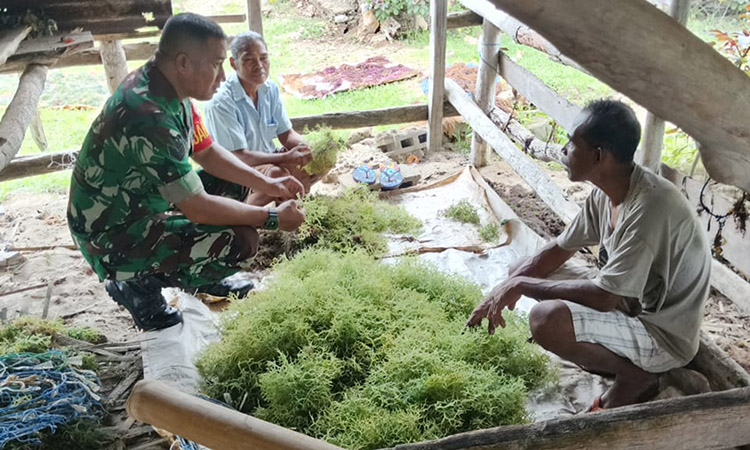 Dukung Ekonomi Kreatif, Babinsa Koramil Atapupu Komsos Dengan Petani Rumput Laut
