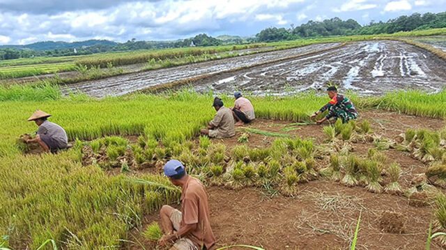 Babinsa Koramil 01/Lewa Bantu Petani Cabut Bibit Padi Siap Tanam