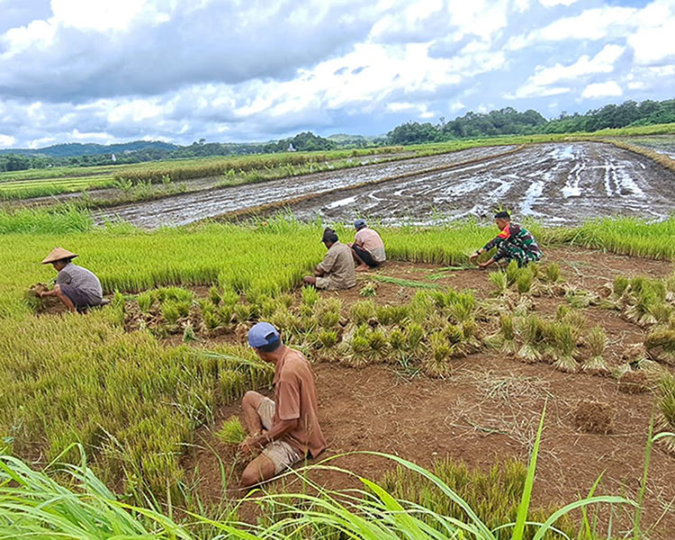Babinsa Koramil 01/Lewa Bantu Petani Cabut Bibit Padi Siap Tanam Babinsa Koramil 01/Lewa Bantu Petani Cabut Bibit Padi Siap Tanam