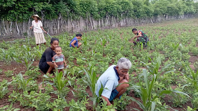 Babinsa Koramil 05/Kota Waingapu Bantu Petani Dalam Perawatan Tanaman Kacang Tanah