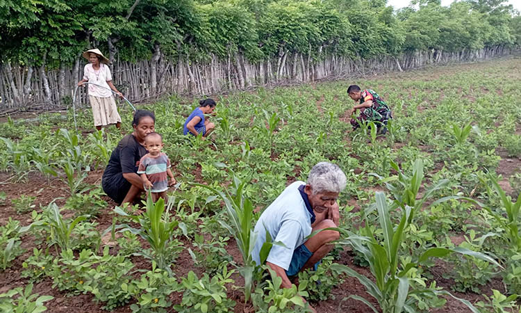 Babinsa Koramil 05/Kota Waingapu Bantu Petani Dalam Perawatan Tanaman Kacang Tanah