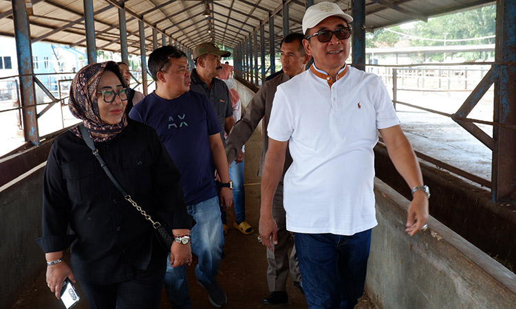 Praktik Baik di Peternakan Terintegrasi Balaraja: Sholawat Diperdengarkan di Kandang Sapi