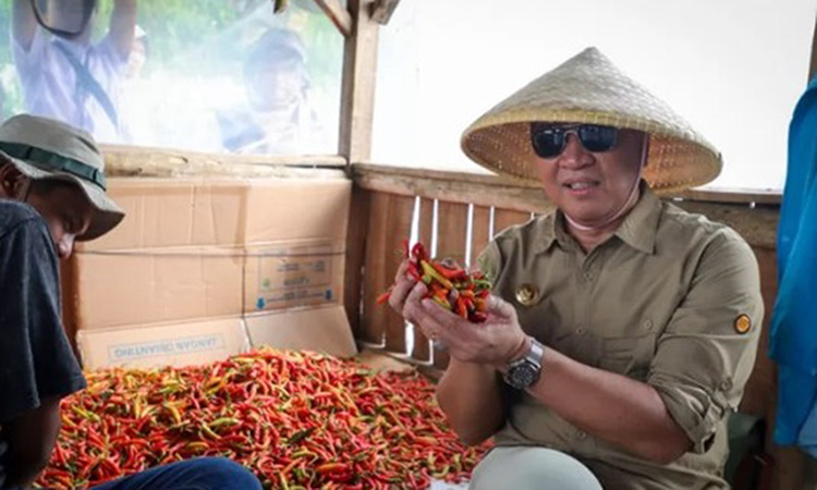Penjabat Wali Kota Cimahi Dicky Saromi Membuka Gerakan Panen Cabe Bersama