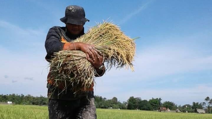 Panen Padi, Masyarakat Di Muara Enim Mengalami Peningkatan