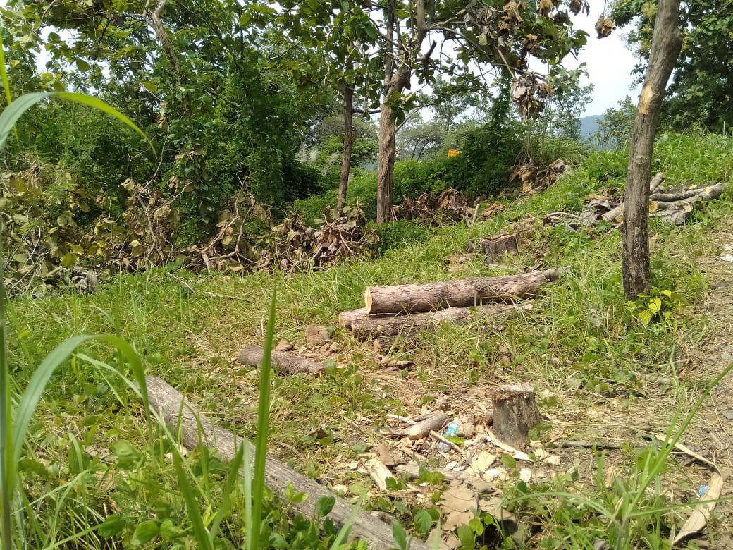 Perhutani RPH Darmawangi Dan RPH Lebaksiuh, Tebang Pohon Kayu