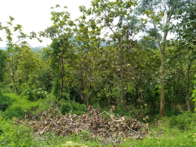 Perhutani RPH Darmawangi Dan RPH Lebaksiuh, Tebang Pohon Kayu