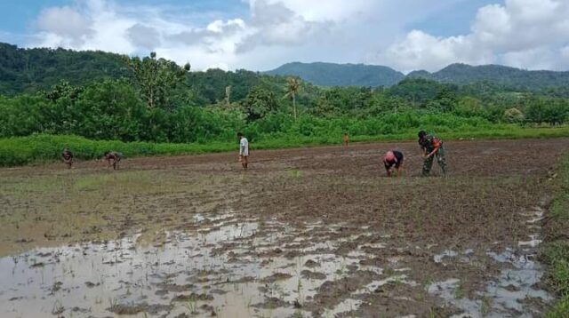 Terjun ke Sawah, Babinsa Koramil 04/Tabundung Bantu Petani Tanam Padi