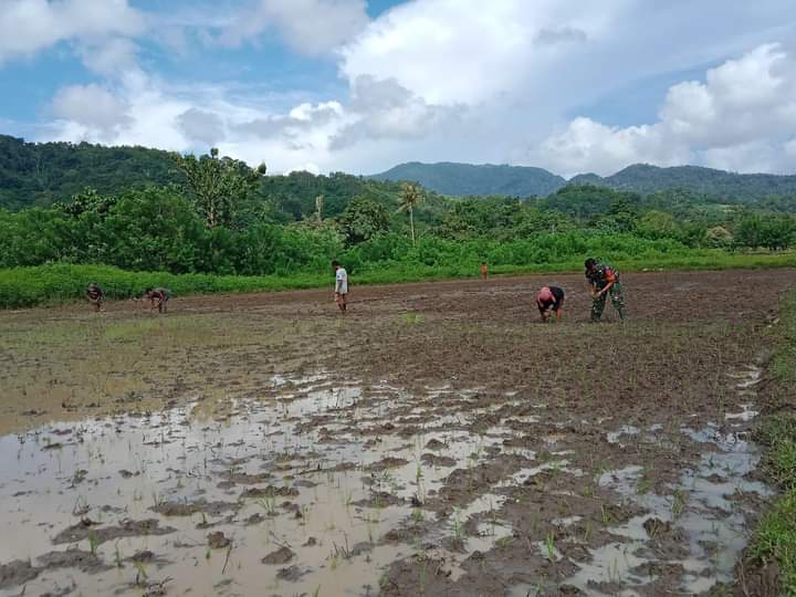 Terjun ke Sawah, Babinsa Koramil 04/Tabundung Bantu Petani Tanam Padi