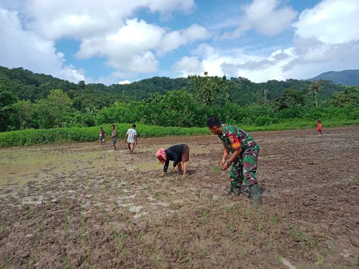 Terjun ke Sawah, Babinsa Koramil 04/Tabundung Bantu Petani Tanam Padi