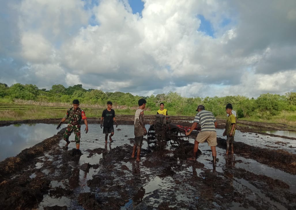 Babinsa Pahunga Lodu Bantu Petani Bajak Sawah Dengan Traktor