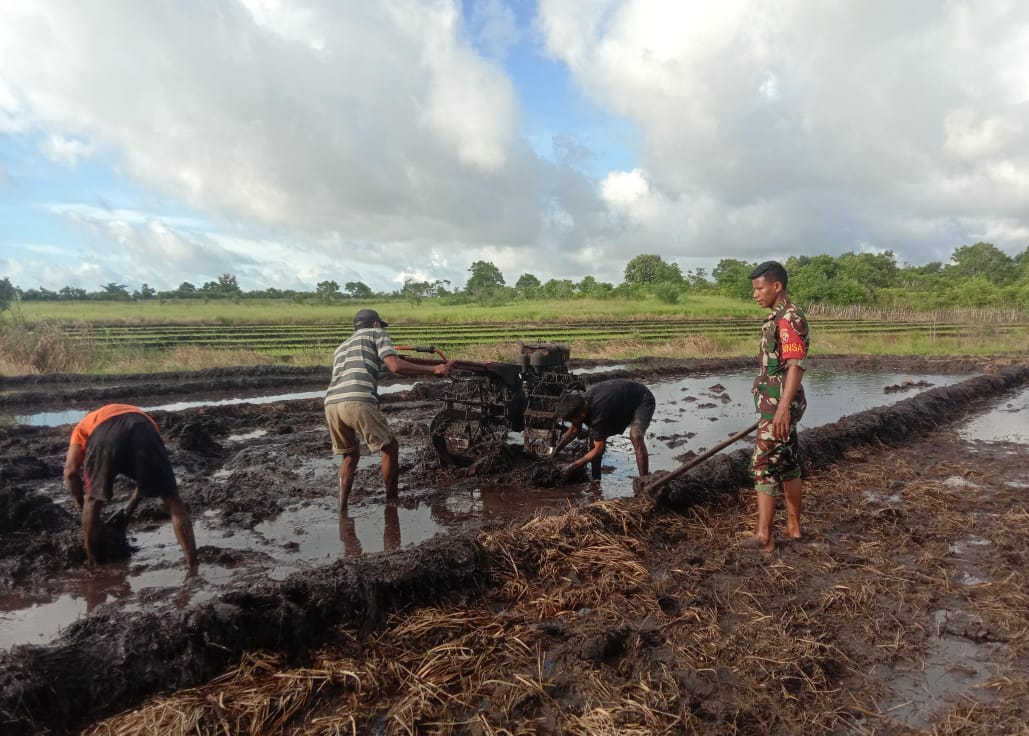 Babinsa Pahunga Lodu Bantu Petani Bajak Sawah Dengan Traktor