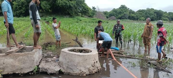 Babinsa Pinupahar Bersama Kades dan Warga Kuras Genangan Air Di Kebun Jagung