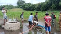 Babinsa Pinupahar Bersama Kades dan Warga Kuras Genangan Air Di Kebun Jagung