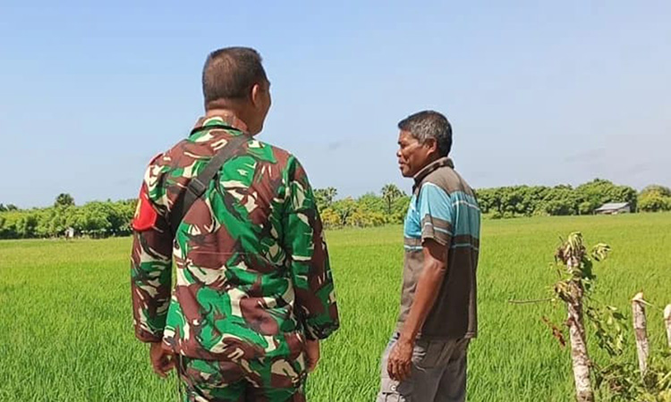 Babinsa Koramil 03/Pahunga Lodu Cek Perkembangan Tanaman Padi Milik Warga Desa Binaan