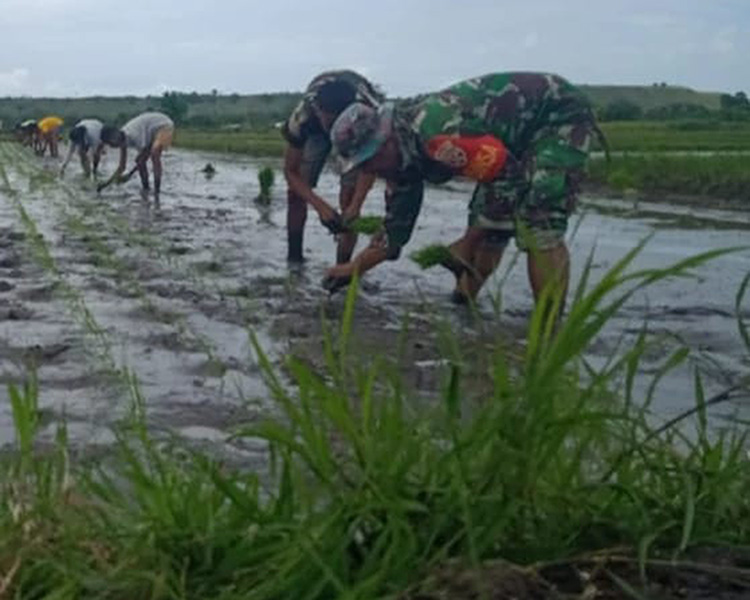Dukung Ketahanan Pangan Babinsa Koramil 05/Kota Waingapu Bantu Petani Menanam Padi