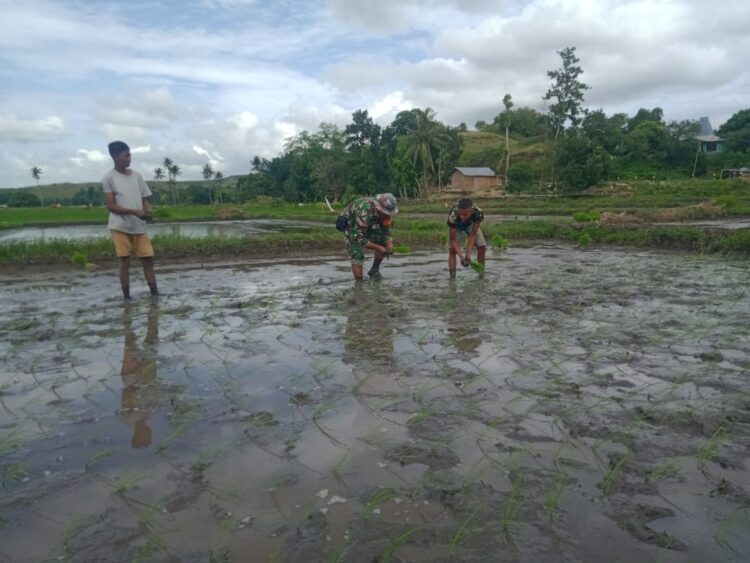 Dukung Ketahanan Pangan Babinsa Koramil 05/Kota Waingapu Bantu Petani Menanam Padi