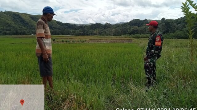 Babinsa Koramil 04/Tabundung dan Tokoh Masyarakat Survei Lahan Sawah Tadah Hujan