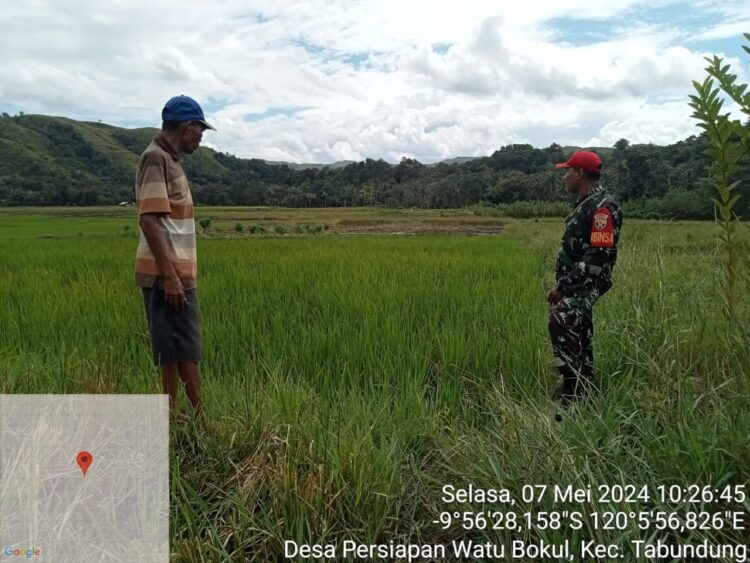 Babinsa Koramil 04/Tabundung dan Tokoh Masyarakat Survei Lahan Sawah Tadah Hujan