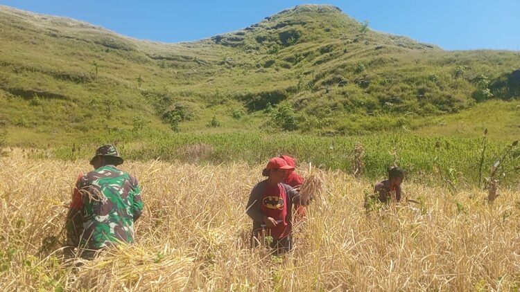 Dukung Hanpangan, Babinsa Koramil 02/Rindi Umalulu Bantu Petani Panen Padi